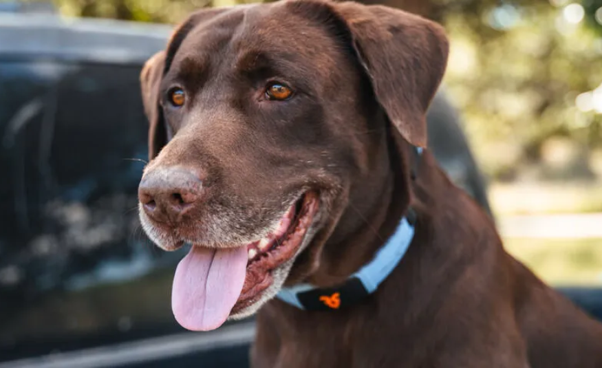 A dog with Shazam